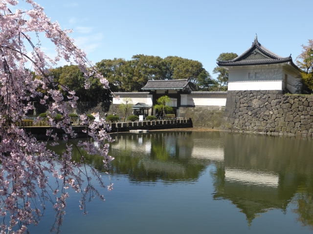 皇居の桜