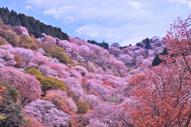 吉野桜