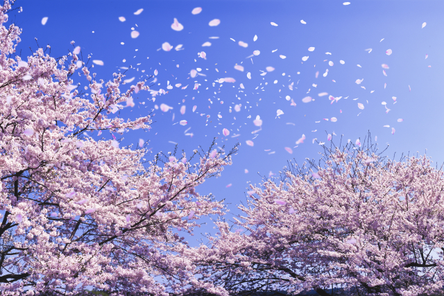 お花見はいつから始まった？梅が主流？平安時代から歴史を深堀り！