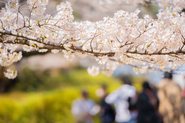 お花見シーズン到来！全国の見頃の開花時期をチェック！