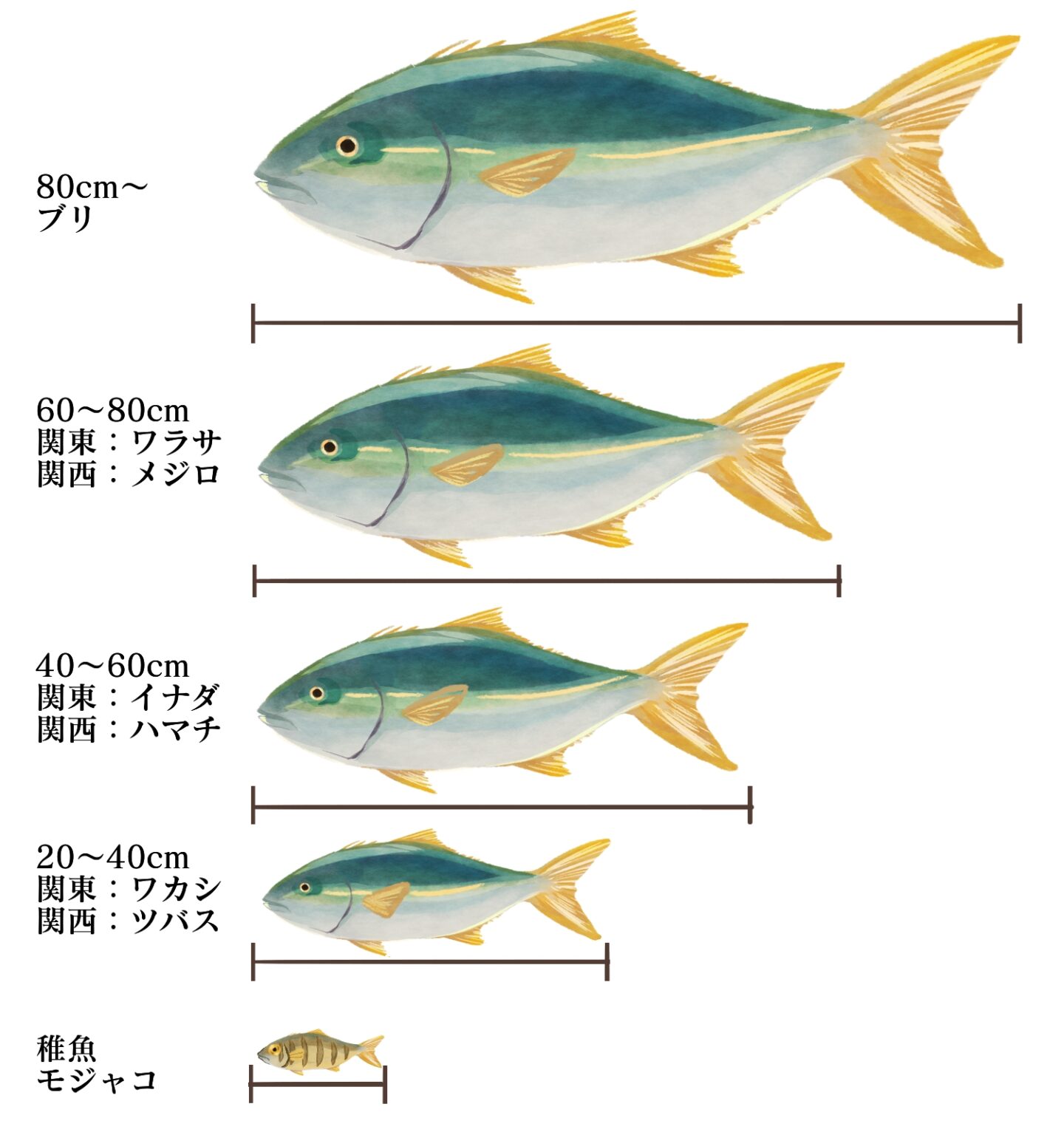出世魚ブリの名前の順番|ハマチ・カンパチ・ヒラマサとの違いに注目! - 日日是好日