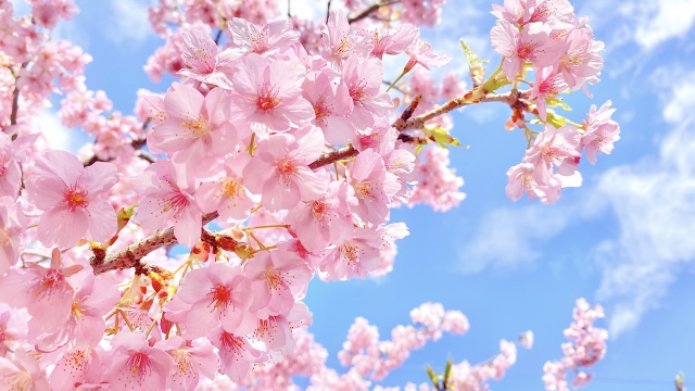 桜の時季