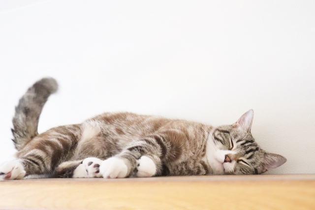 猫
