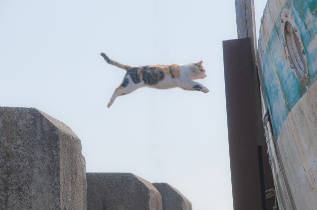 猫が飛んで移動している