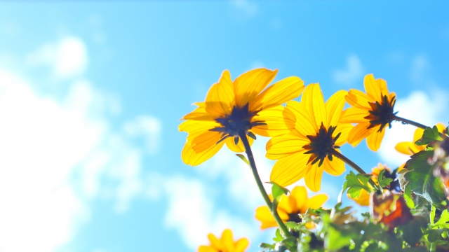太陽に向かえる花