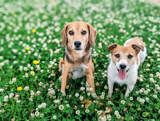犬