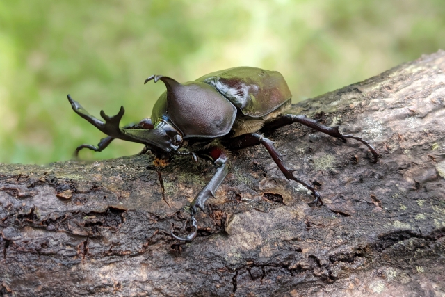 カブトムシ