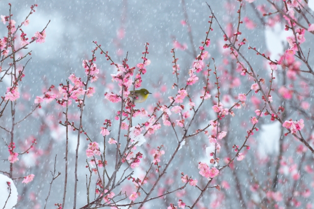 雪の梅