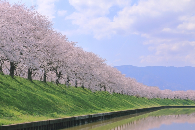 桜