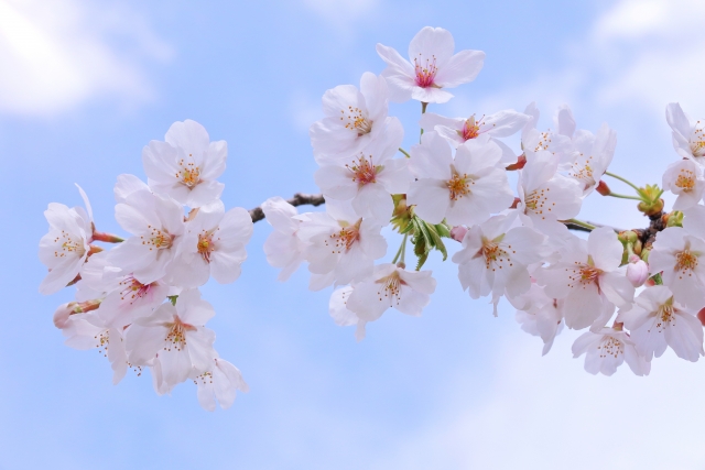 桜