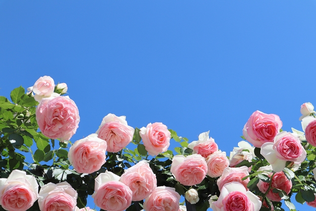 薔薇の花