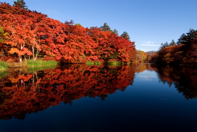 紅葉