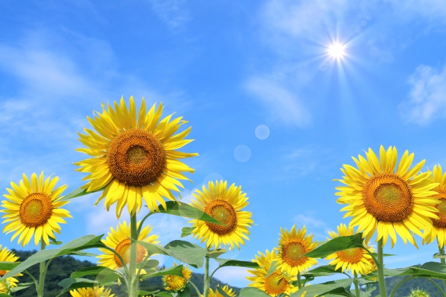 夏の花