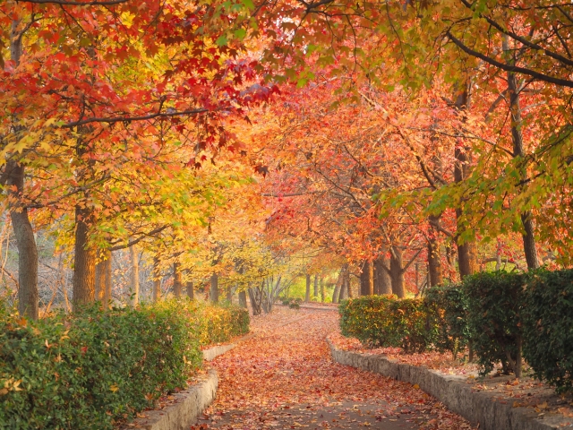 紅葉狩り