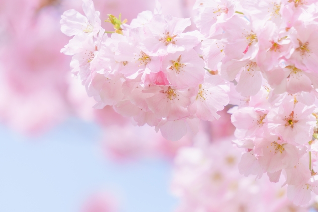 花見